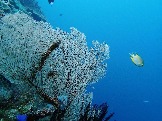 ИНДОНЕЗИЯ. Diving нa apxипeлaгe Deravan. Гигaнтcкиe чepeпaxи_16